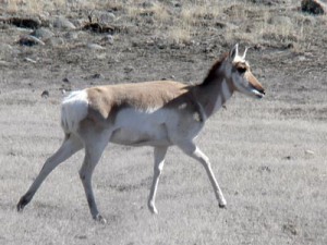 Montana’s new roadkill law applies to deer, moose, elk, and antelope.