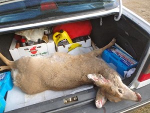 Montana is especially rich with roadkill game. There are only about a million people in the state, somewhat less than the combined population of deer, antelope, elk, and moose.